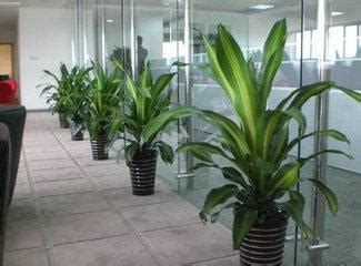 何首烏丸 辦公室 植物風水